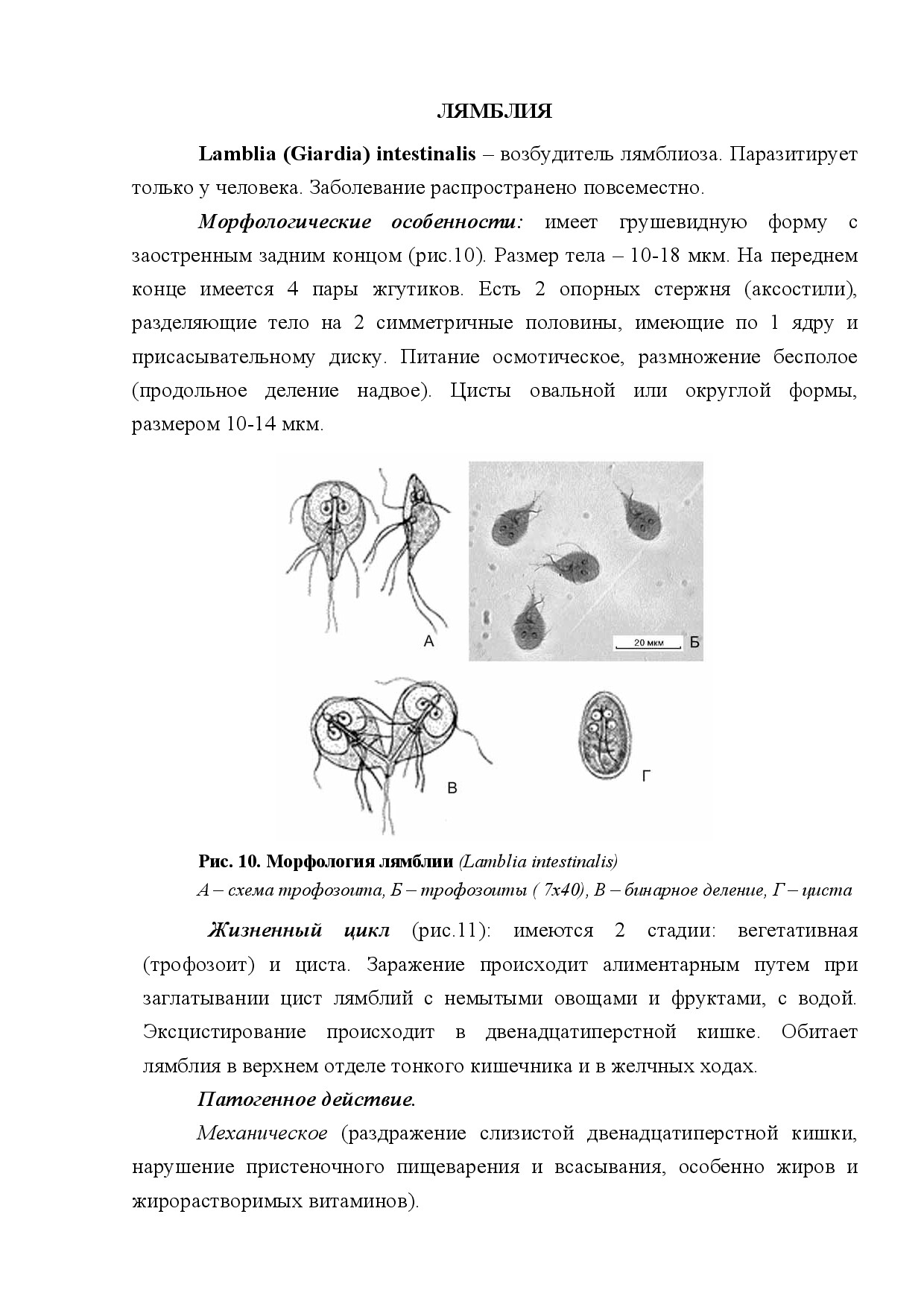 ЛЯМБЛИЯ (LAMBLIA (GIARDIA) INTESTINALIS)