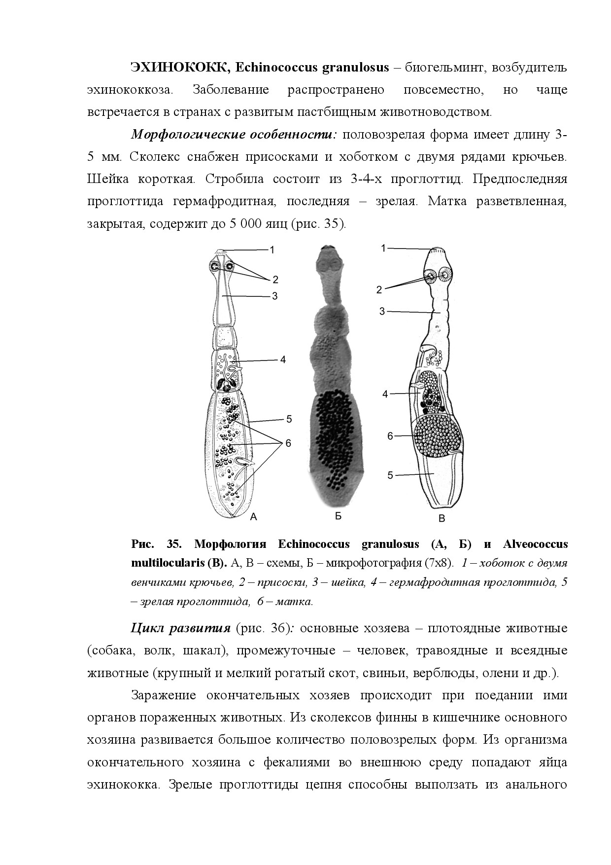 ЭХИНОКОКК (ECHINOCOCCUS GRANULOSUS)