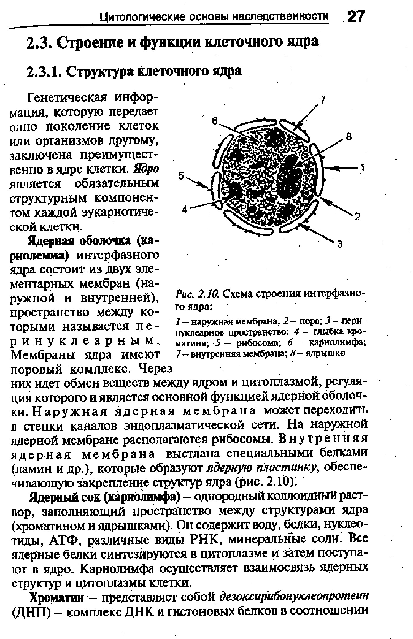 04.ПОТОК ГЕНЕТИЧЕСКОЙ ИНФОРМАЦИИ