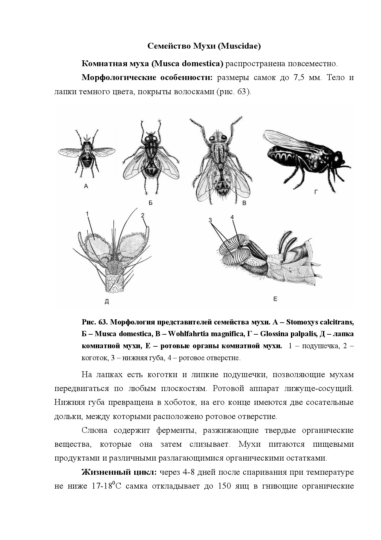 СЕМЕЙСТВО МУХИ (MUSCIDAE)