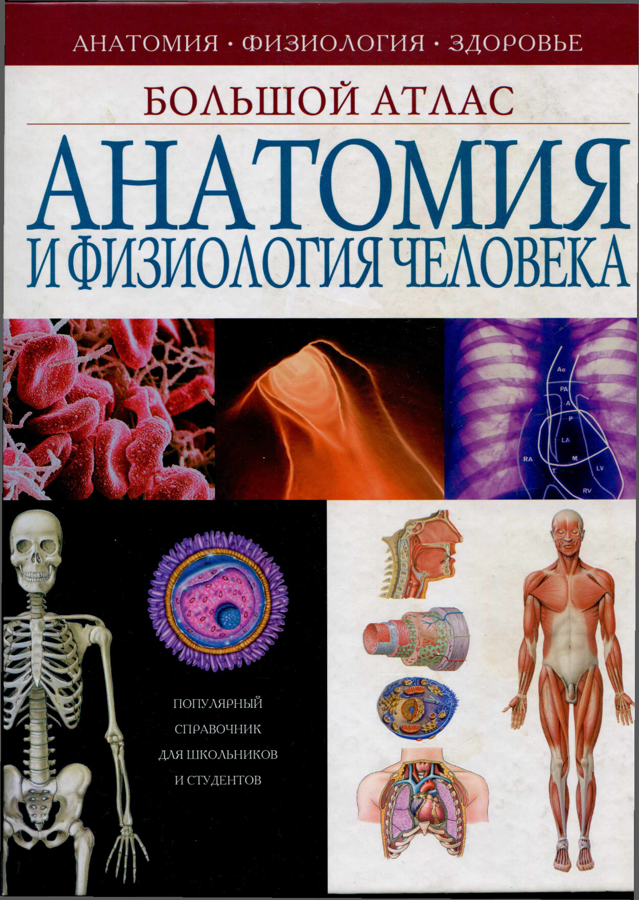 ANATOMIYA I FIZOOLOGIYA CELOWEKA
