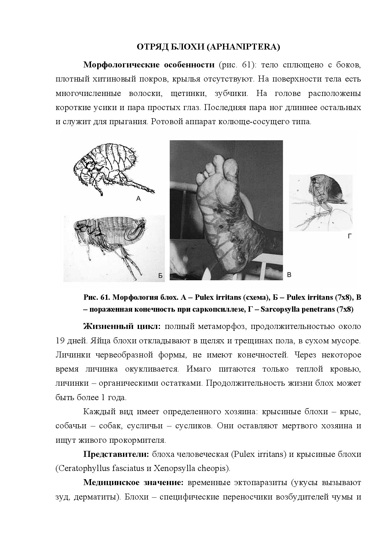 ОТРЯД БЛОХИ (APHANIPTERA)