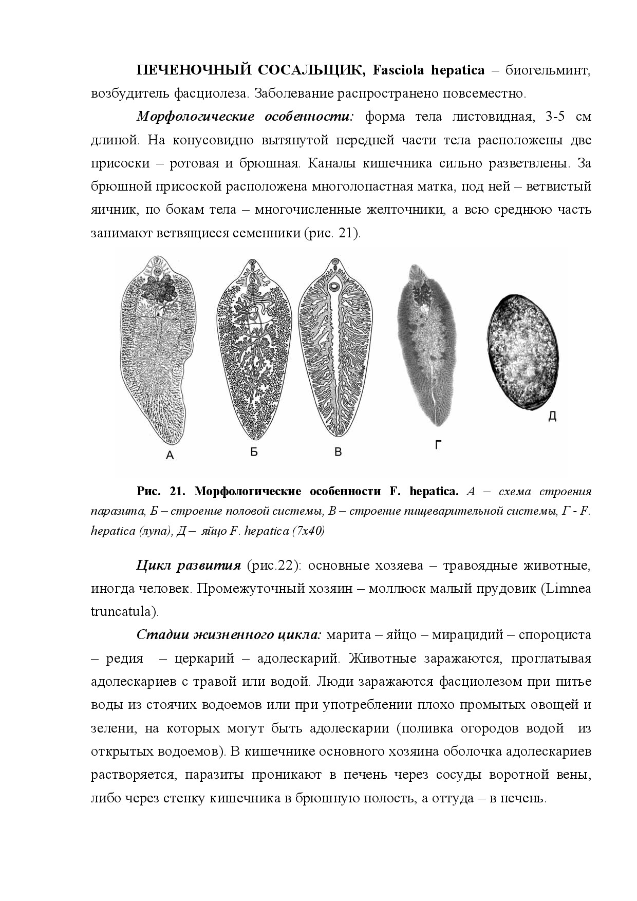ПЕЧЁНОЧНЫЙ СОСАЛЬЩИК (FASCIOLA HEPATICA)