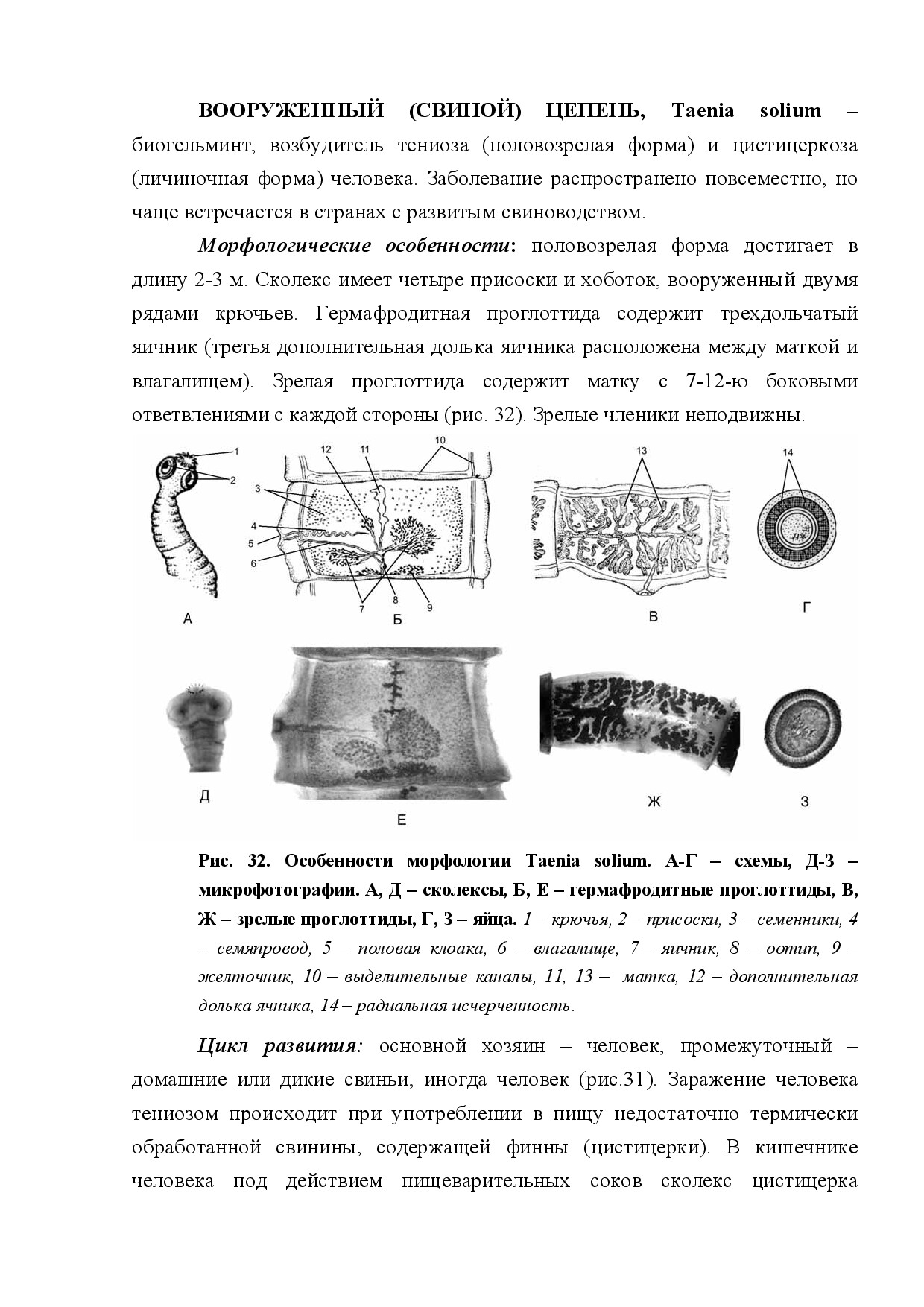 ВООРУЖЕННЫЙ (СВИННОЙ) ЦЕПЕНЬ (TAENIA SOLIUM)