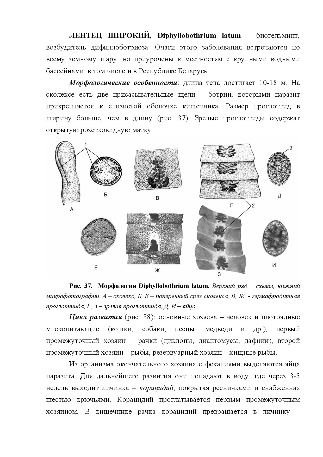 ЛЕНТЕЦ ШИРОКИЙ (DIPHYLLOBOTHRIUM LATUM)