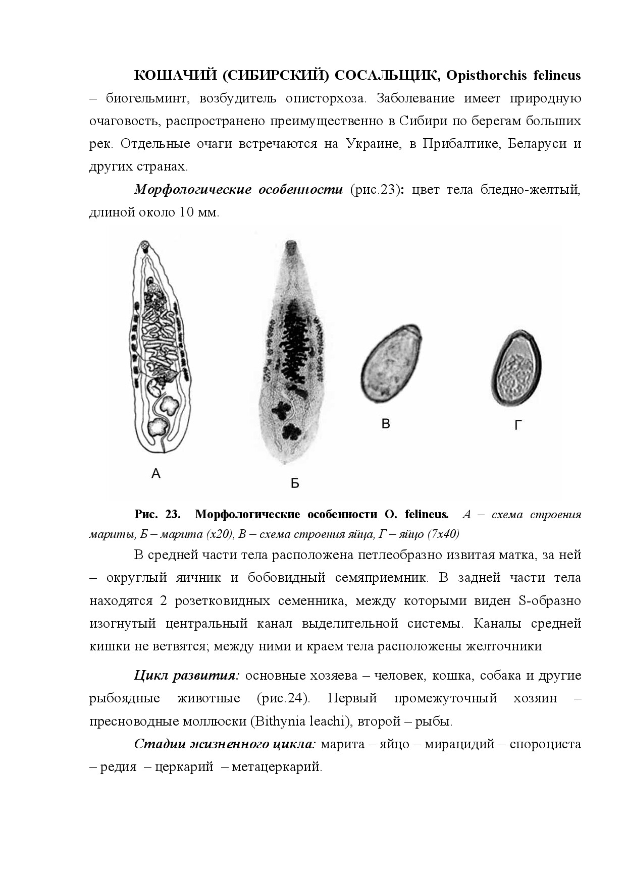 КОШАЧИЙ (СИБИРСКИЙ) СОСАЛЬЩИК (OPISTHORCHIS FELINEUS)