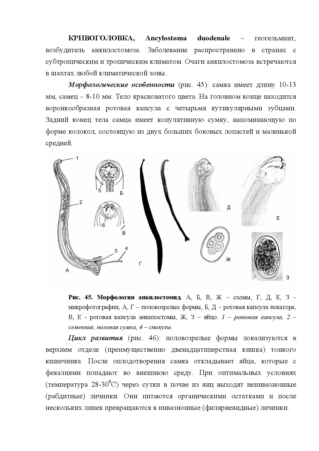 КРИВОГОЛОВКА (ANCYLOSTOMA DUODENALE)
