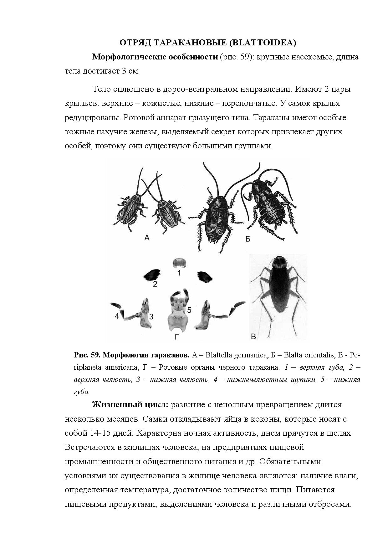ОТРЯД ТАРАКАНОВЫЕ (BLATTOIDEA)