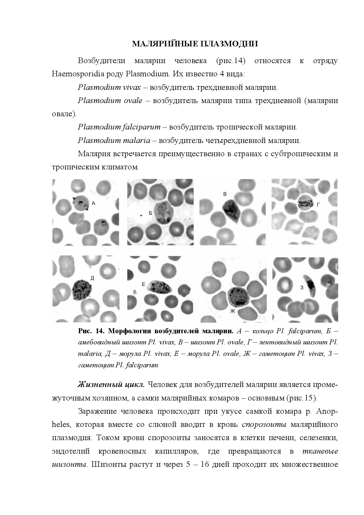 МАЛЯРИЙНЫЕ ПЛАЗМОДИИ (PLASMODIUM)