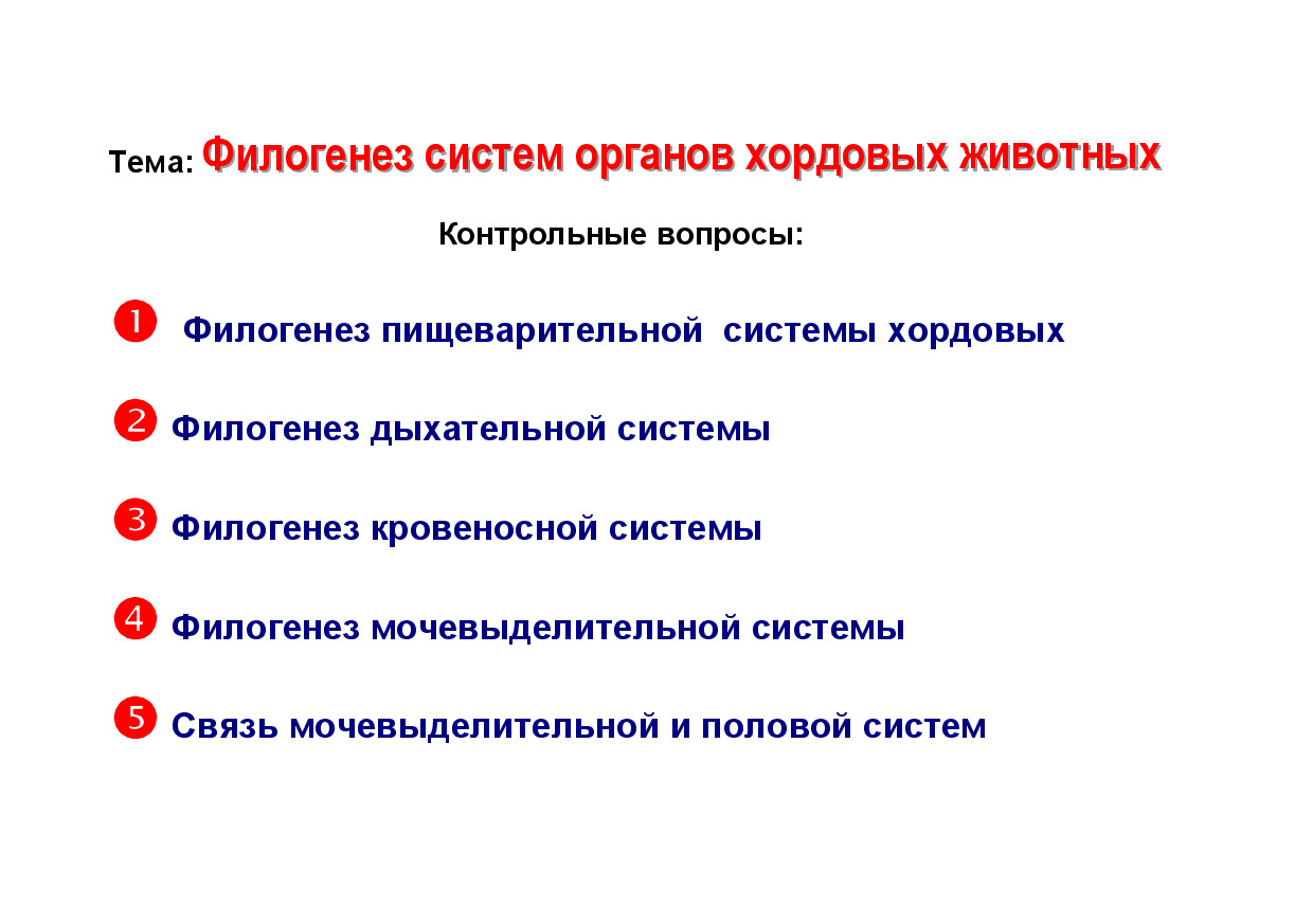2.06.ФИЛОГЕНЕЗ СИСТЕМ ОРГАНОВ ХОРДОВЫХ ЖИВОТНЫХ 2