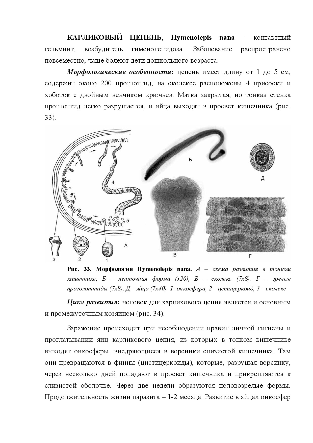 КАРЛИКОВЫЙ ЦЕПЕНЬ (HYMENOLEPIS NANA)