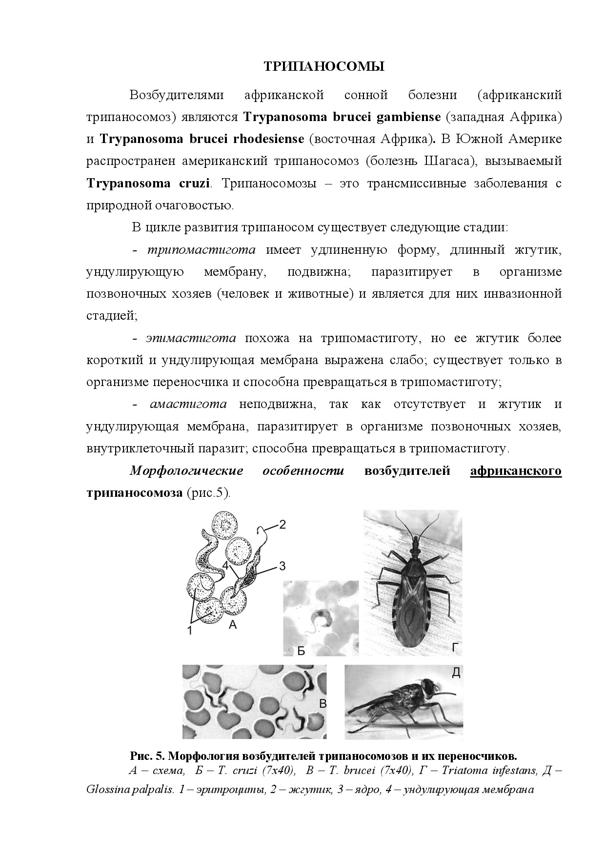 ТРИПАНОСОМЫ (TRYPANOSOMA)