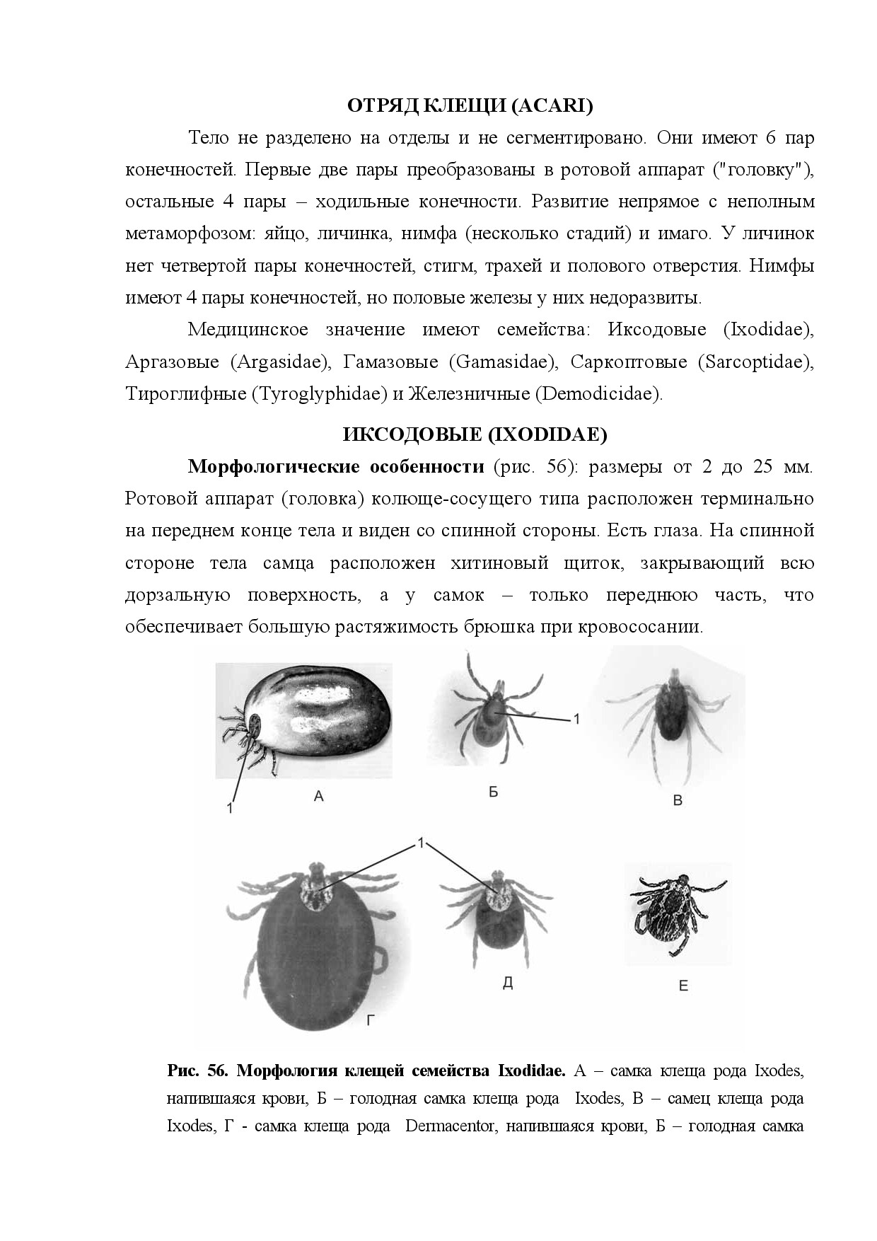 ОТРЯД КЛЕЩИ (ACARI)