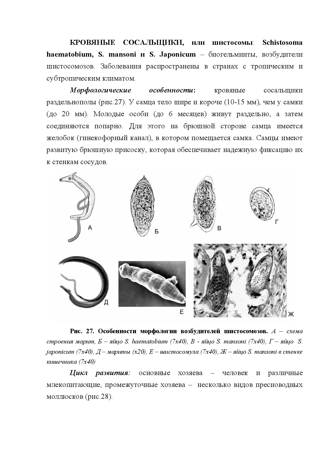 КРОВЯНЫЕ СОСАЛЬЩИКИ ИЛИ ШИСТОСОМЫ (SCHISTOSOMA)