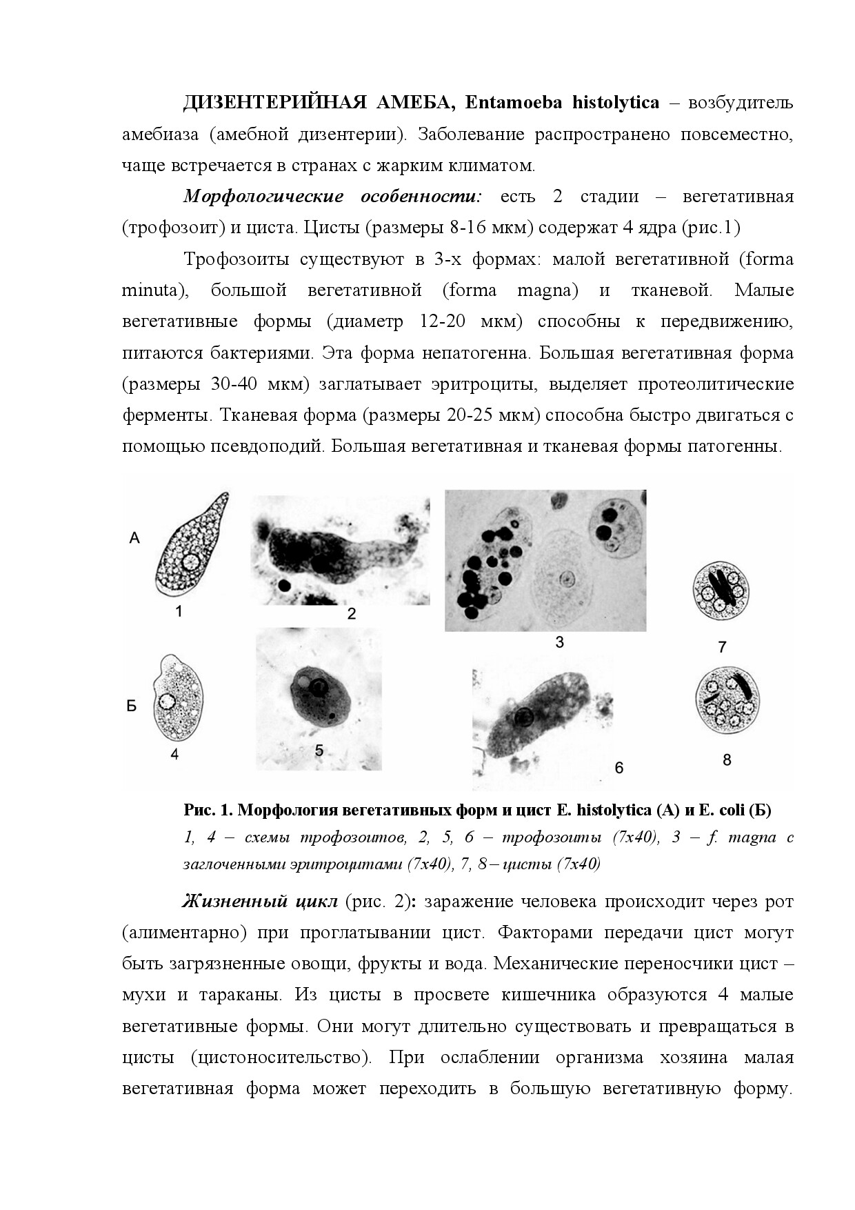 ДИЗЕНТЕРИЙНАЯ АМЁБА (ENTAMOEBA HISTOLYTICA)