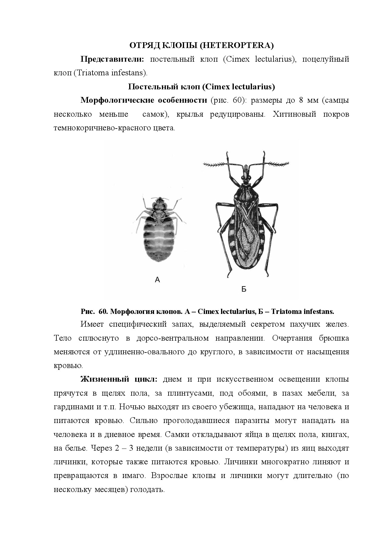 ОТРЯД КЛОПЫ (HETEROPTERA)