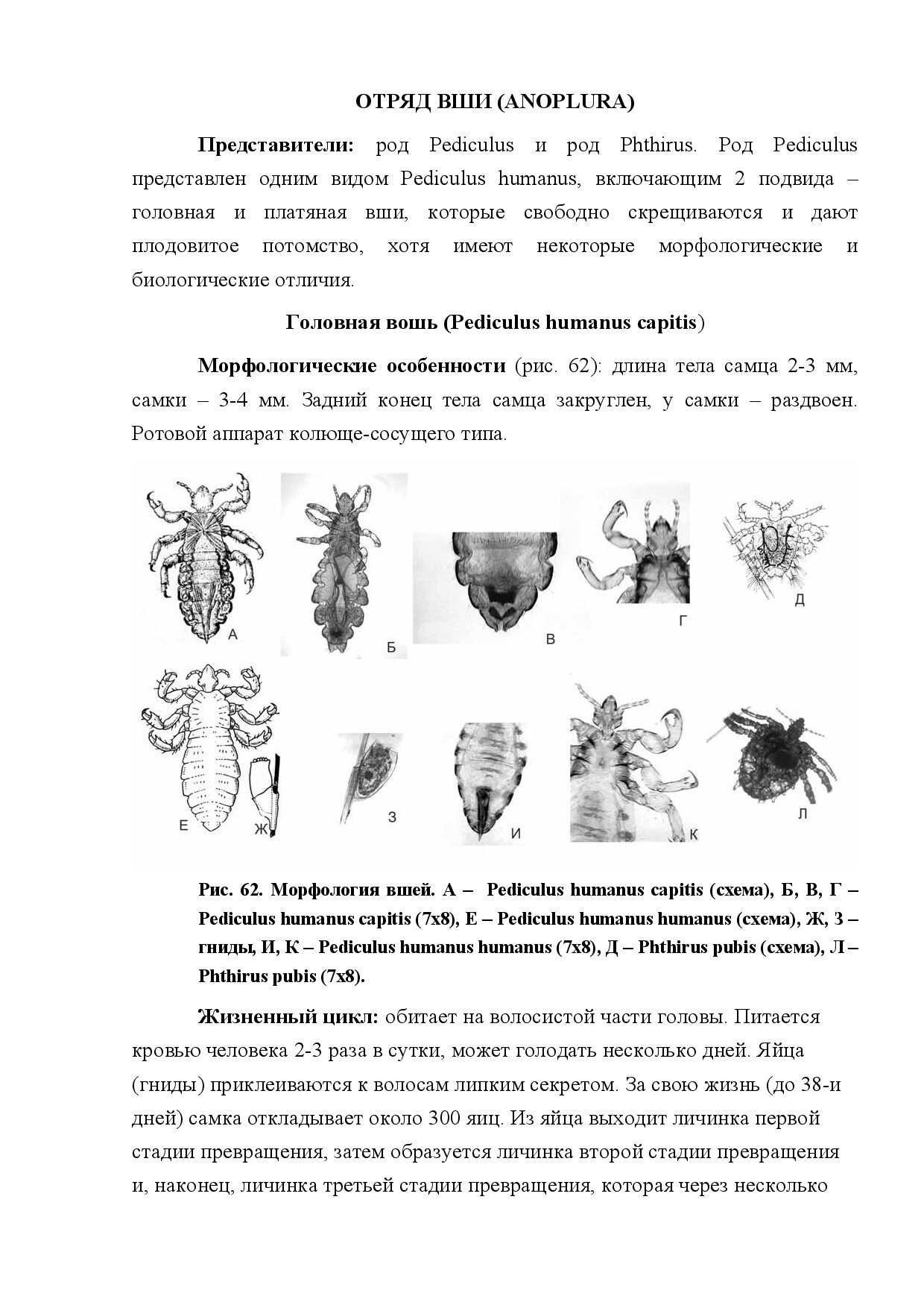 ОТРЯД ВШИ (ANOPLURA)