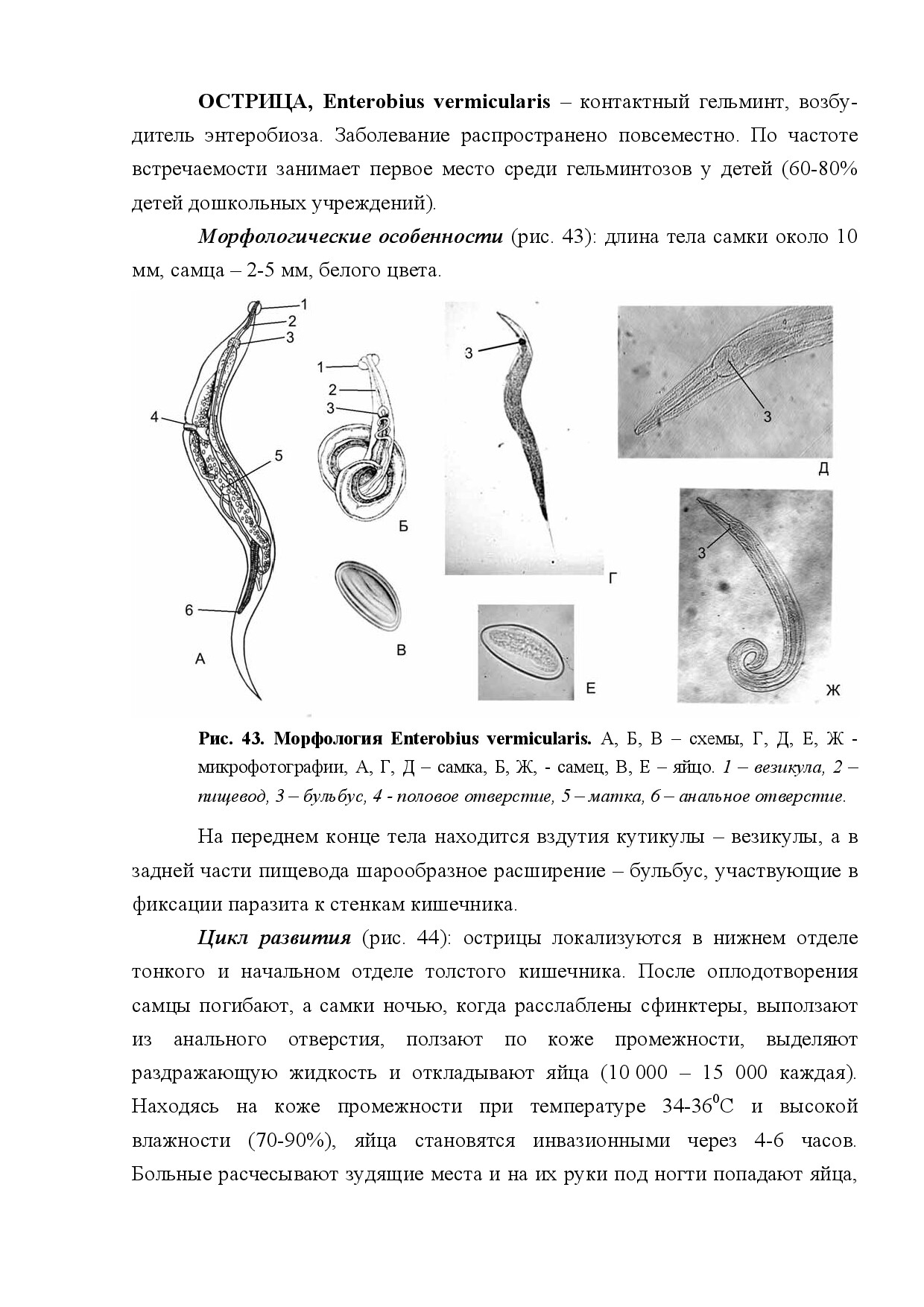 ОСТРИЦА (ENTEROBIUS VERMICULARIS)