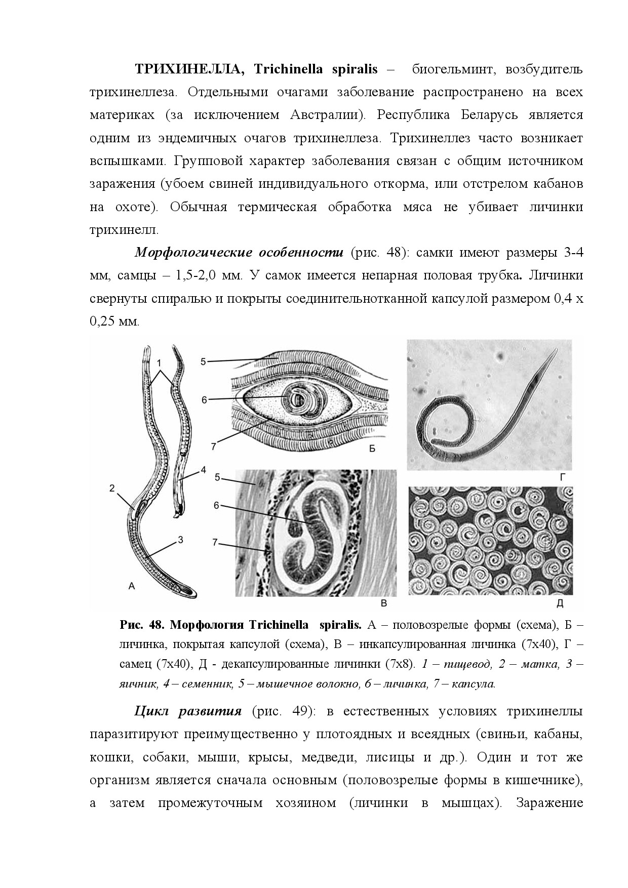 ТРИХИНЕЛЛА (TRICHINELLA SPIRALIS)