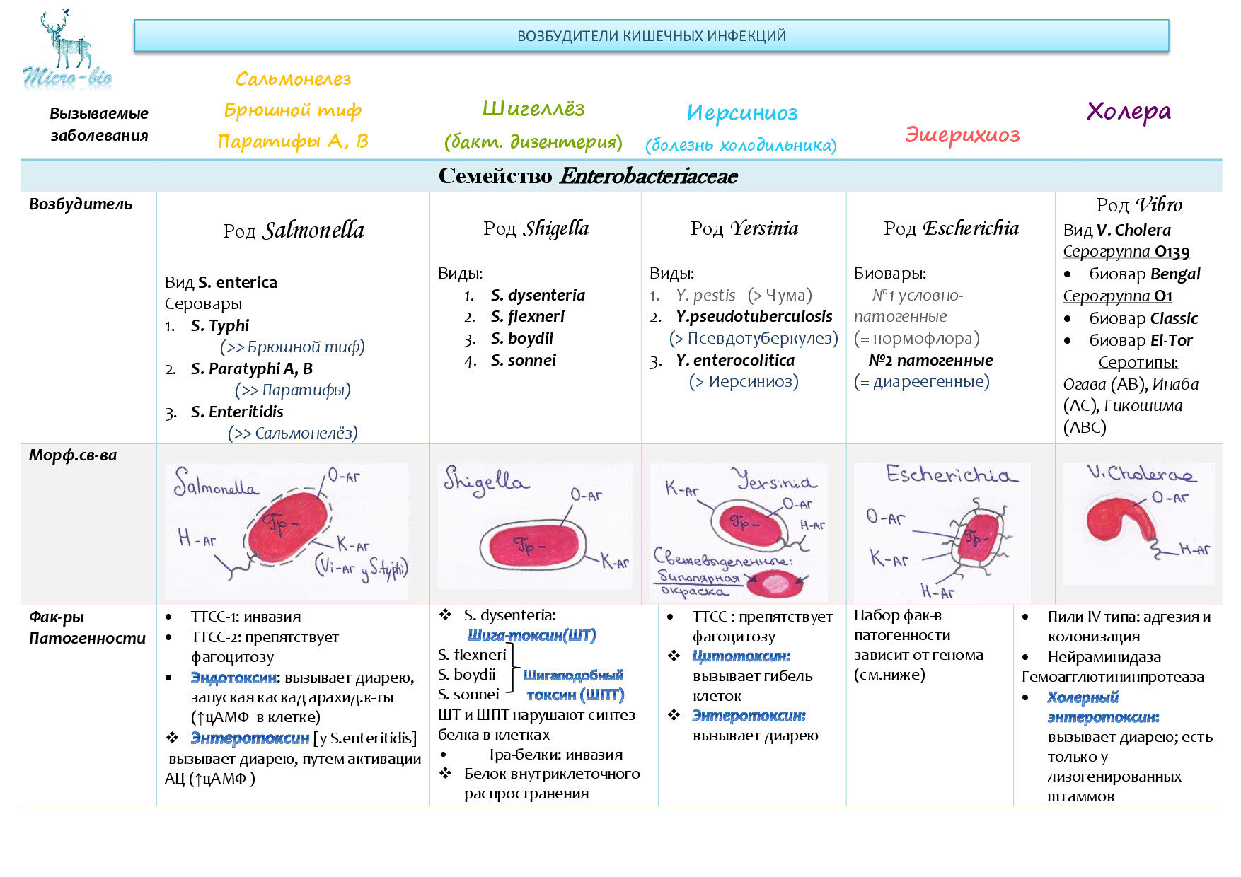 1 MICROBIO VOZBUDITELI KISHECHNYKH INFEKTSIY