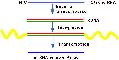 REVERSE TRANSCRIPTION