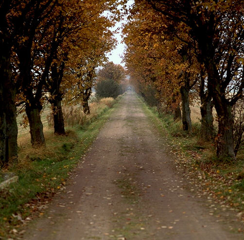 FORESTS