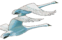 THE TRUMPET OF THE SWANS