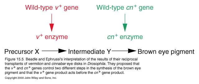 GENE FUNCTION AND STRUCTURE