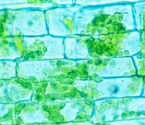 CELL STRUCTURES LESSON2