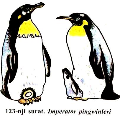 Pingwinler