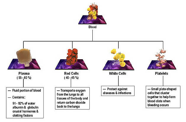THE COMPONENTS OF THE BLOOD F