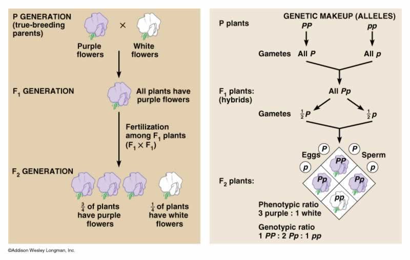 VARIATION AND THE MONOHYBRID CROSS