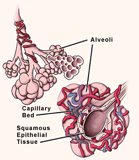 LUNGS 1
