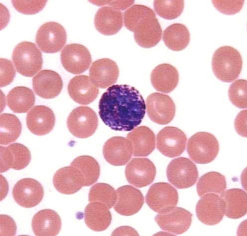 WHITE BLOOD CORPUSCLES