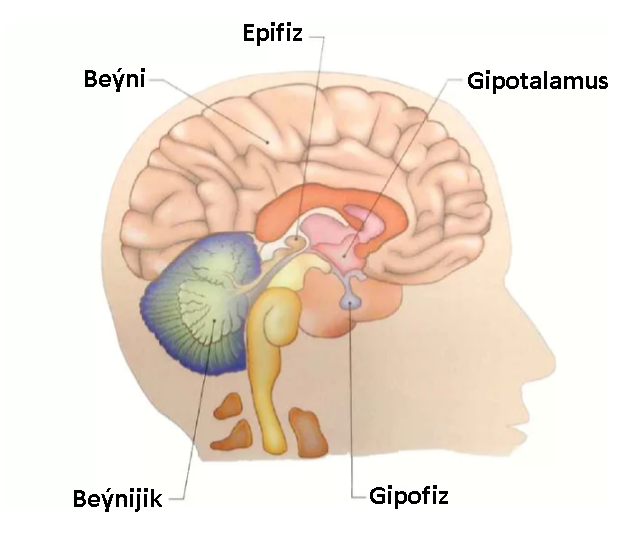 1.BEDENIŇ ENDOKRIN ULGAMY