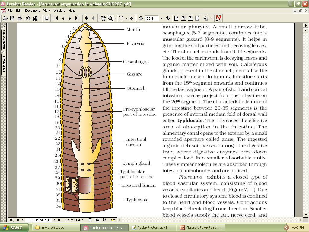 EARTHWORM