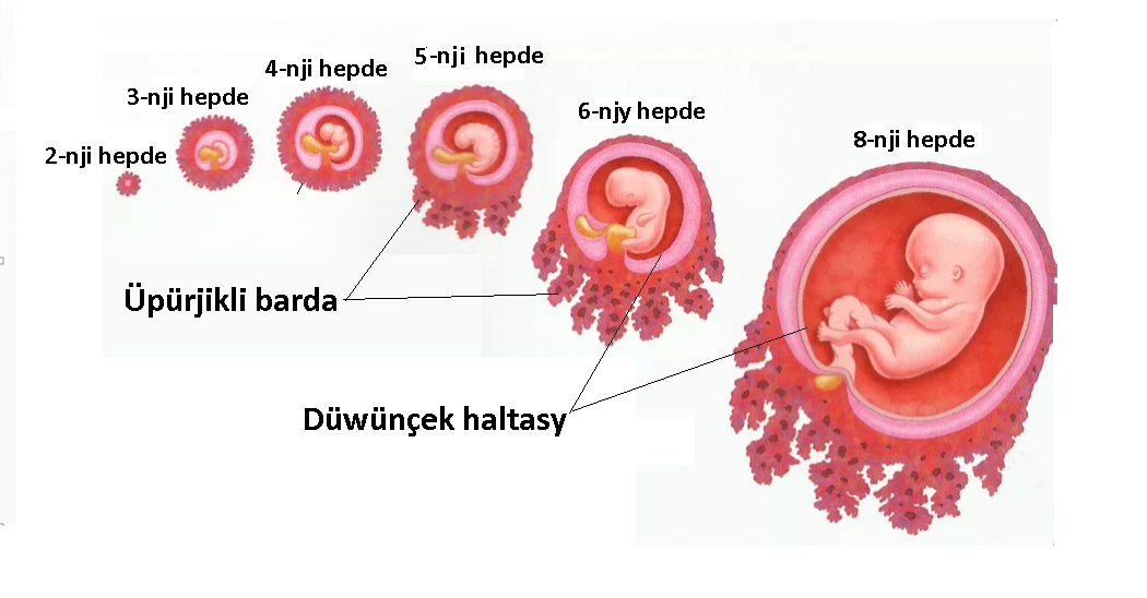 1.KÖPELIŞ WE ÖSÜŞ