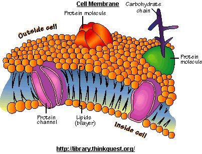 CELL MEMBRANE TISSUES ORGANS DEFINITIONS