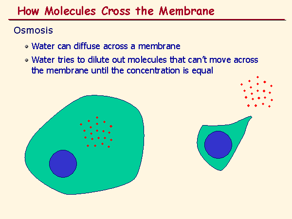 CELL MEMBRANE TRANSPORT