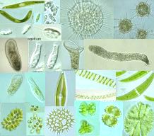 DIVERSITY OF LIFE PART 2