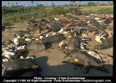 Bhopal Gas Tragedy Union Carbide