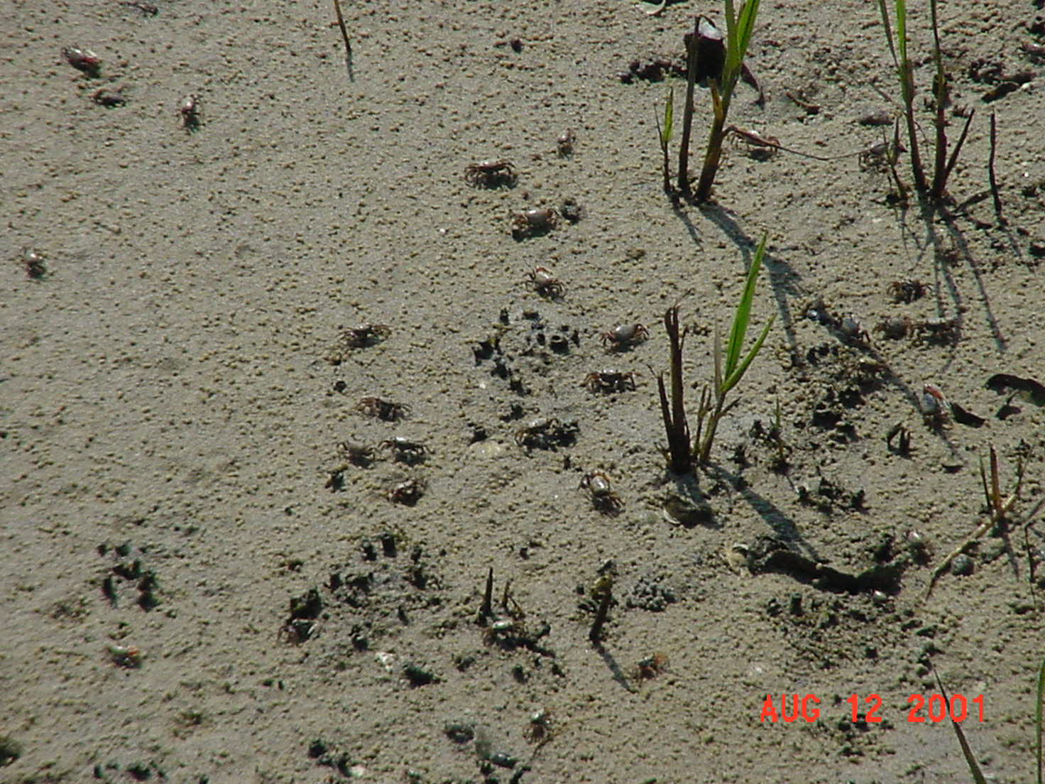 SALT MARSHES