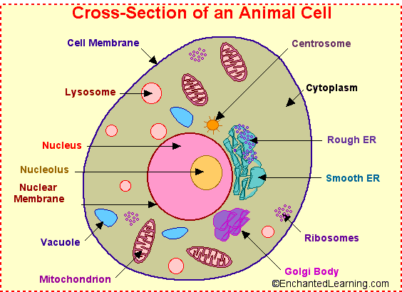 CELLS