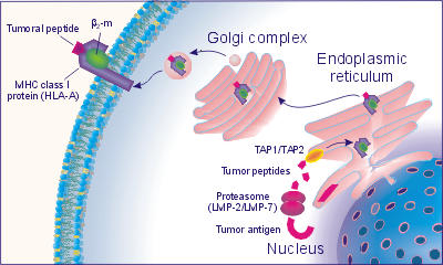 CELLS2