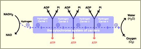 THE KREBS CYCLE