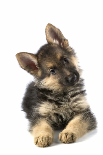 ANIMAL BEHAVIOR POWERPOINT