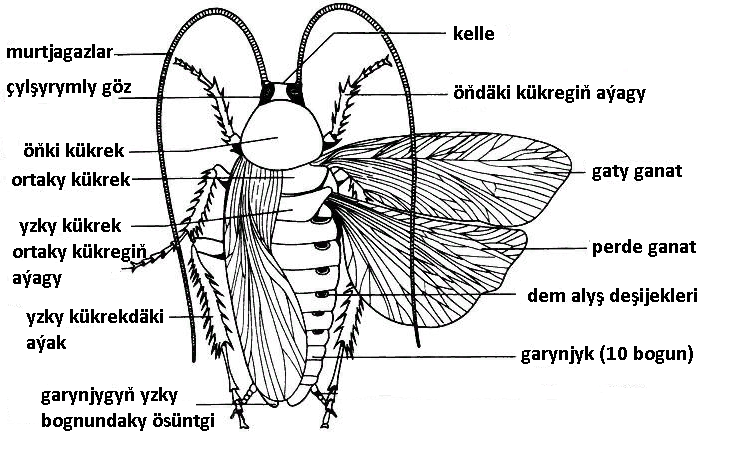 11.TARAKANLAR OTRÝADY