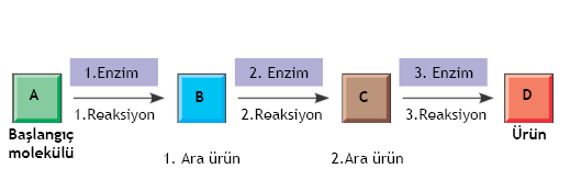 METABOLIZMA HIZI