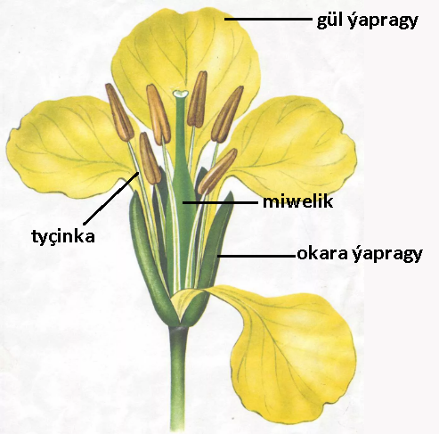 1.Atanak güllüler maşgalasy