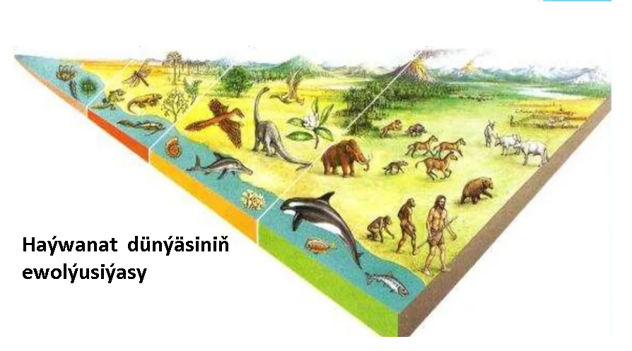 1.Ewolýusiýa barada düşünje